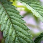 Unlocking The Appetite-Stimulating Secrets Of Cannabis Through Rodent Brain Studies