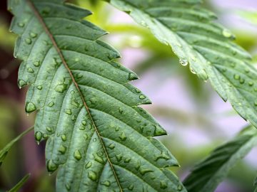Unlocking The Appetite-Stimulating Secrets Of Cannabis Through Rodent Brain Studies