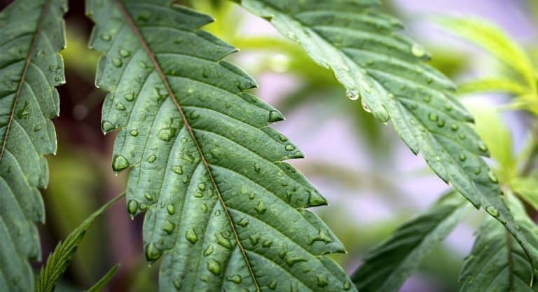 Unlocking The Appetite-Stimulating Secrets Of Cannabis Through Rodent Brain Studies