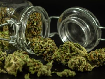 What Will Happen In 2024 Within The Global Cannabis Industry?