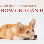 Signs Your Dog is Stressed: How CBD Can Help? – INSCMagazine