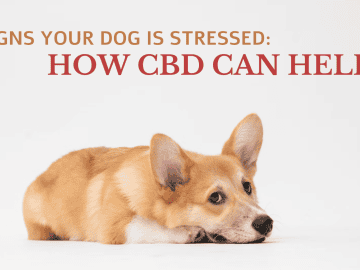 Signs Your Dog is Stressed: How CBD Can Help? – INSCMagazine