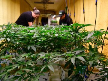 Colorado’s Attorney General Leads Call For DEA To Reschedule Marijuana