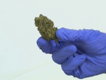 Washington Bill Increases Age To Buy ‘dangerous’ Cannabis Products