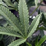 Will Repealing Potency Tax Help NY’s Struggling Cannabis Businesses? 3 Will Repealing Potency Tax Help NY’s Struggling Cannabis Businesses?