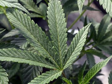 Will Repealing Potency Tax Help NY’s Struggling Cannabis Businesses?