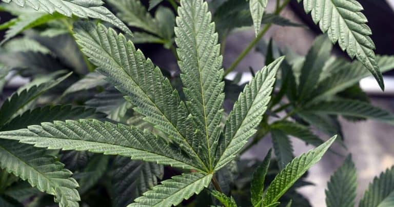 Will Repealing Potency Tax Help NY’s Struggling Cannabis Businesses?