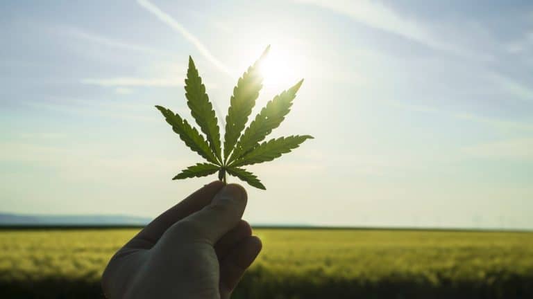 The 3 Most Undervalued Cannabis Stocks To Buy In January