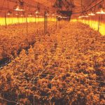 California's Illicit Cannabis Market Dwarfs The Legal One 3 California’s Illicit Cannabis Market Dwarfs The Legal One