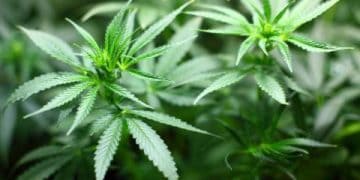 Milford Township Preps For Legal Cannabis