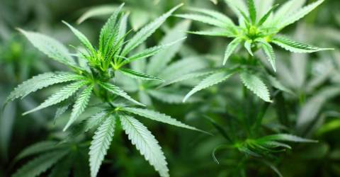 Milford Township Preps For Legal Cannabis