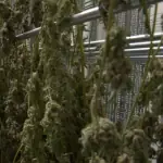 Bill Threatens To Cut Cities' Funding For Targeting Medical Cannabis Users 4 Bill Threatens To Cut Cities’ Funding For Targeting Medical Cannabis Users