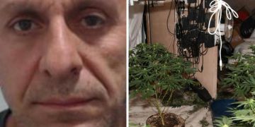 Hundreds Of Cannabis Plants Found In Glasgow Bank In Organised Crime Bust