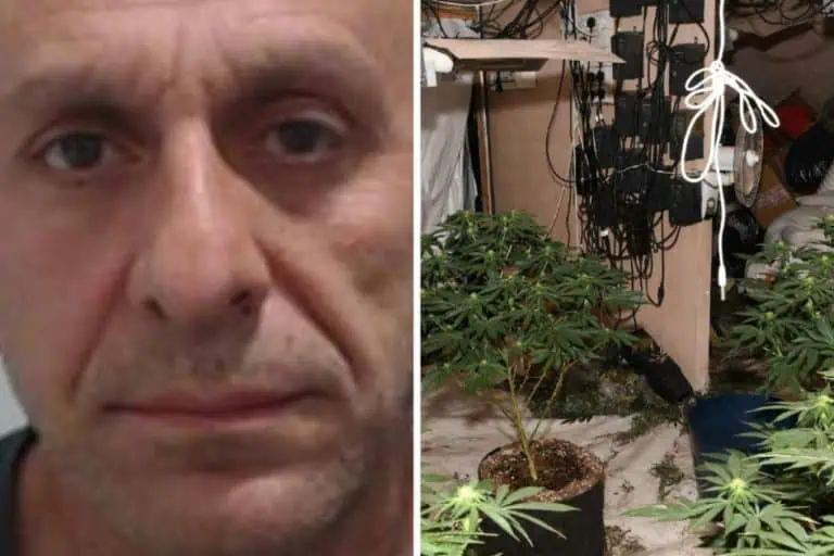 Hundreds Of Cannabis Plants Found In Glasgow Bank In Organised Crime Bust