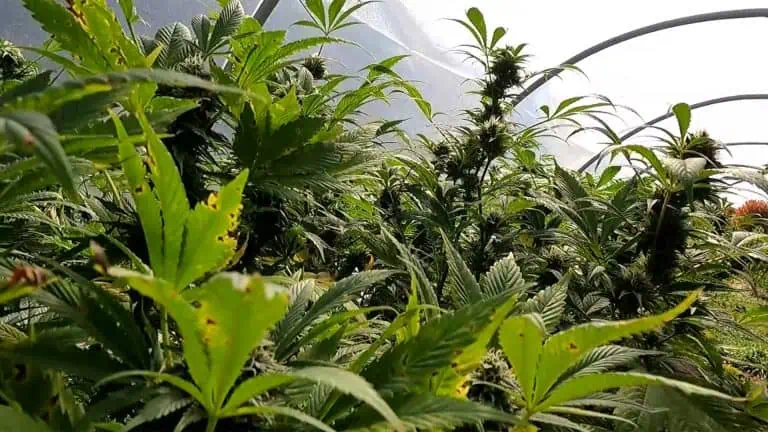 MS Department Of Health Revokes License Of Medical Cannabis Testing Facility
