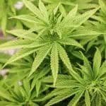Cannabis: Germany Legalises Possession Of Drug For Personal Use 3 Cannabis: Germany Legalises Possession Of Drug For Personal Use