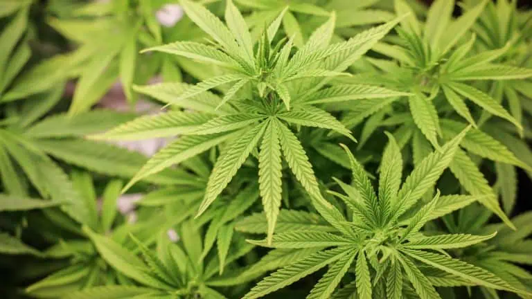 Cannabis: Germany Legalises Possession Of Drug For Personal Use