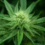 Cannabis Legislation Advances In Richmond Following Compromise 3 Cannabis Legislation Advances In Richmond Following Compromise