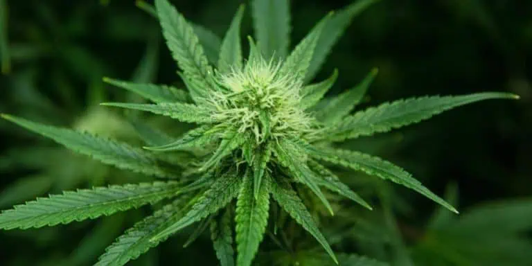 Cannabis Legislation Advances In Richmond Following Compromise