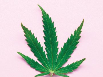 A Cannabis News Roundup