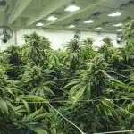 Parliament Allows Dutch Cannabis Cultivation Pilot To Continue, But Without Amsterdam