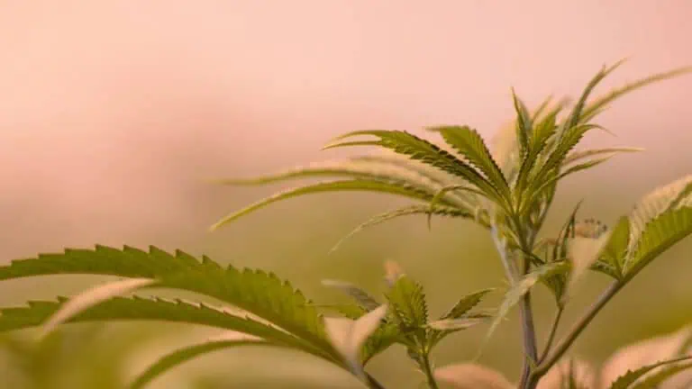 Manitoba Records Highest Cannabis Sales Spike In Canada