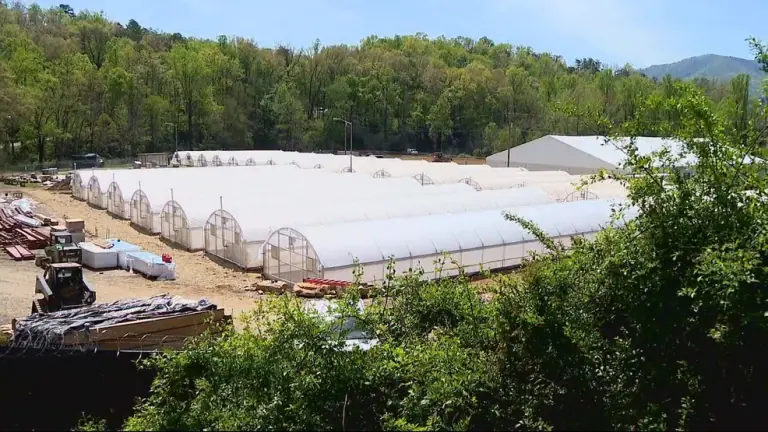 Cherokee Tribe Decries NC Senators’ ‘inflammatory Language’ Over Cannabis Venture