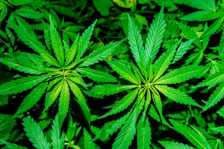 Why Aurora Cannabis Stock Dropped 12% Today | The Motley Fool