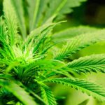 How Recreational Marijuana Would Change Florida Cannabis Industry If Approved By Voters