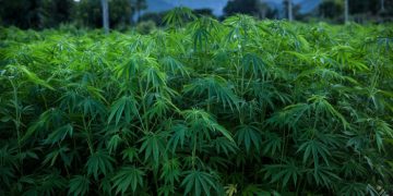 Global Cannabis-Linked Ponzi Scheme Busted