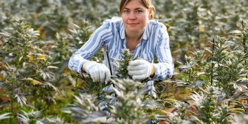Cannabis Industry Has 440,000 Full-Time Workers