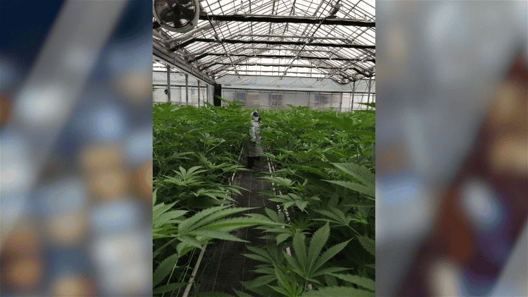 After A State Audit, Santa Barbara County Will Tweak Cannabis Licensing