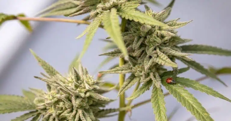 Both Sides Of Virginia Recreational Cannabis Debate Tout Improved Health And Safety