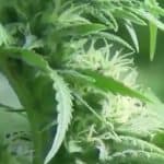 Alabama Cannabis Coalition Not Happy With Marijuana Reclassification