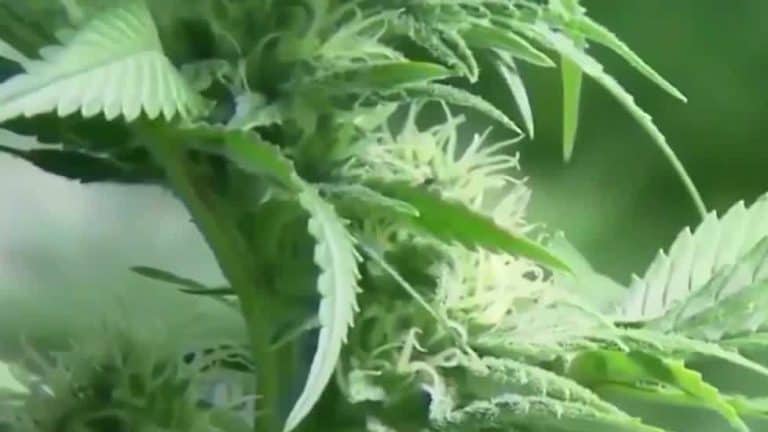 Alabama Cannabis Coalition Not Happy With Marijuana Reclassification