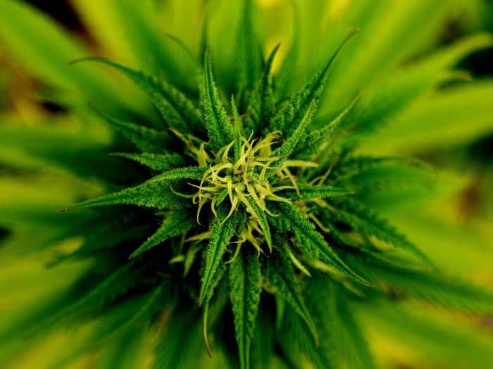 My Cannabis Review – Hudson Valley One
