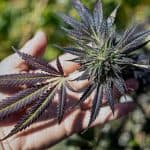 Do All Cannabis Products Contain Nicotine? 3 Do All Cannabis Products Contain Nicotine?