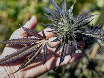 Do All Cannabis Products Contain Nicotine?
