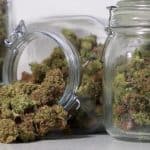 Growing Number Of Students Taking St. Cloud State Cannabis Classes 3 Growing Number Of Students Taking St. Cloud State Cannabis Classes