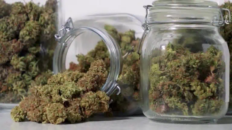 Growing Number Of Students Taking St. Cloud State Cannabis Classes