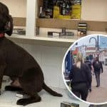 Police Seize 30,000 Ofillicit Tobacco Andvapes From Shops 3 Police Seize 30,000 Ofillicit Tobacco Andvapes From Shops