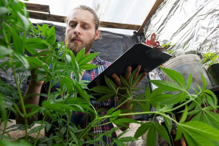 Where Will Tilray Brands Be In 3 Years? | The Motley Fool