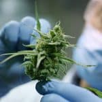 Does Cannabis Use Cause Erectile Dysfunction? 4 Does Cannabis Use Cause Erectile Dysfunction?