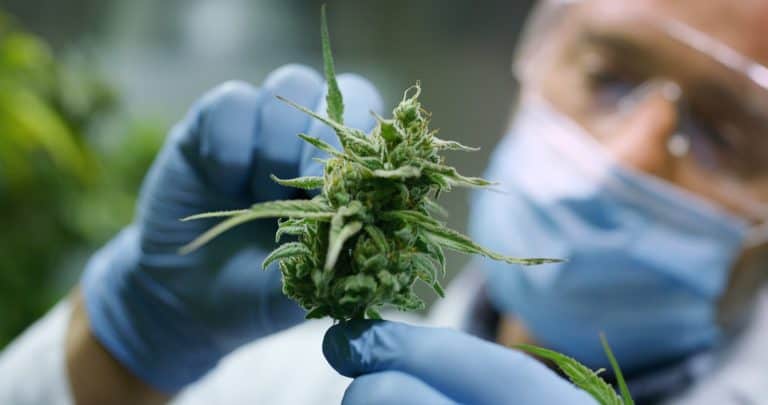 Does Cannabis Use Cause Erectile Dysfunction?