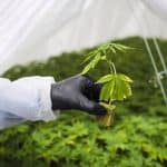 Feds Propose Raft Of Changes To Cannabis Rules To Reduce Regulatory Burden 3 Feds Propose Raft Of Changes To Cannabis Rules To Reduce Regulatory Burden