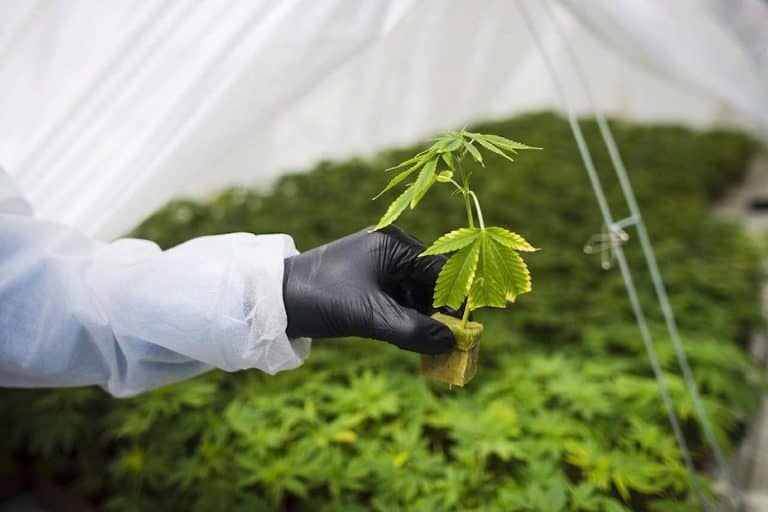 Feds Propose Raft Of Changes To Cannabis Rules To Reduce Regulatory Burden