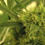 Minnesota Regulators Seize Thousand Of Noncompliant THC Products, Illegal Cannabis Flower