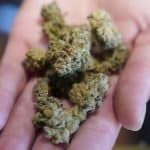 Traveling with marijuana: Can you bring cannabis on a cruise?