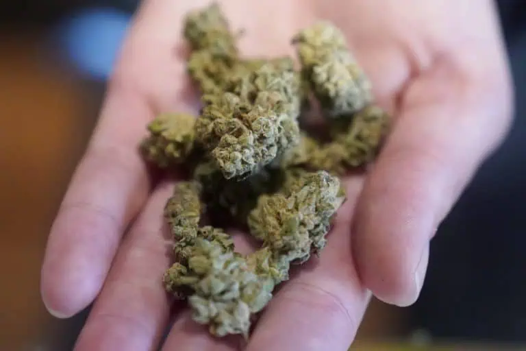 Traveling with marijuana: Can you bring cannabis on a cruise?