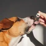 Exploring CBD as a Potential Solution for Canine Separation Anxiety 3 Does CBD Help Dogs with Separation Anxiety? Vet-Reviewed Science & Info – Dogster